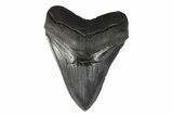 Serrated, Fossil Megalodon Tooth - South Carolina #239758-1